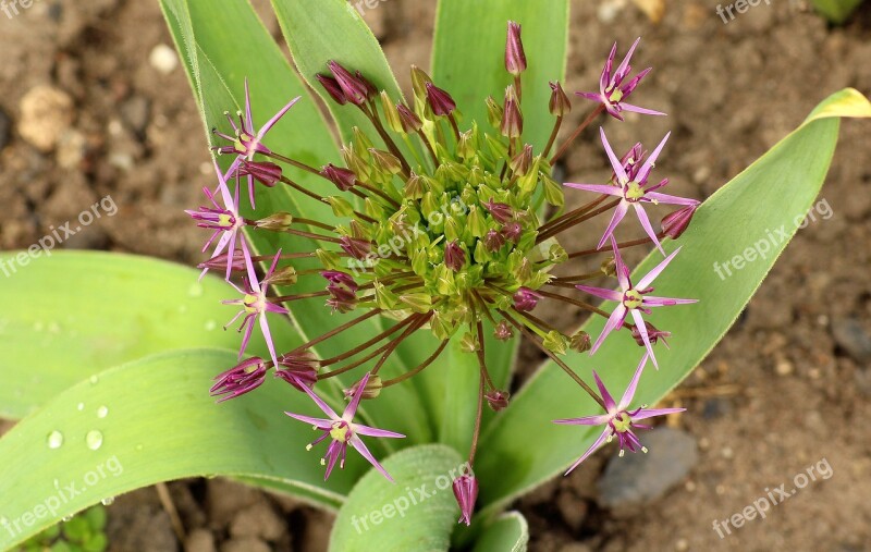 Decorative Garlic Garlic Flower Violet Garden Spring