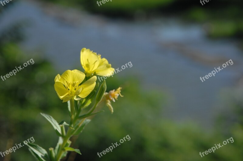 Evening Primrose Yellow Free Photos