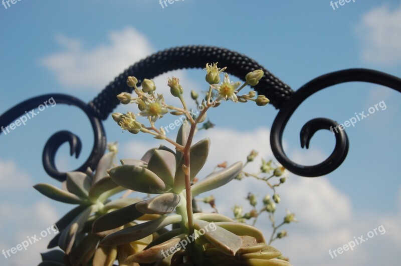 Graptopetalum Plants Crassulaceae Leatherpetal Bloom Free Photos