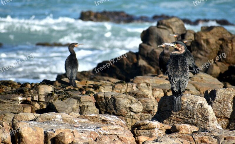 Seabird Cormorant Ocean Marine Fauna Cape Agulhas