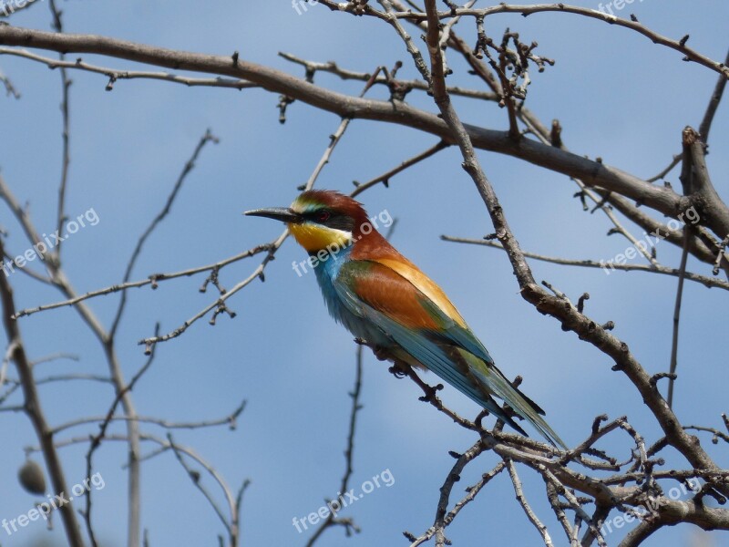 Bird Bee-eater Abellerol Merops Apiaster Branch