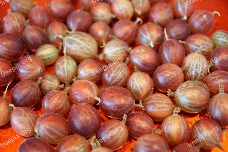 Gooseberries Harvest Nature Fruit Berries