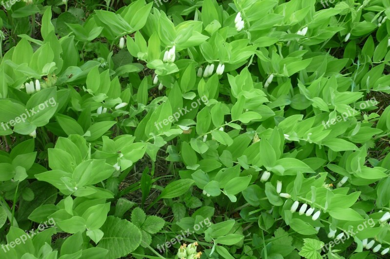 Solomon's Seal Forest Flower White Mountain Meadow Free Photos