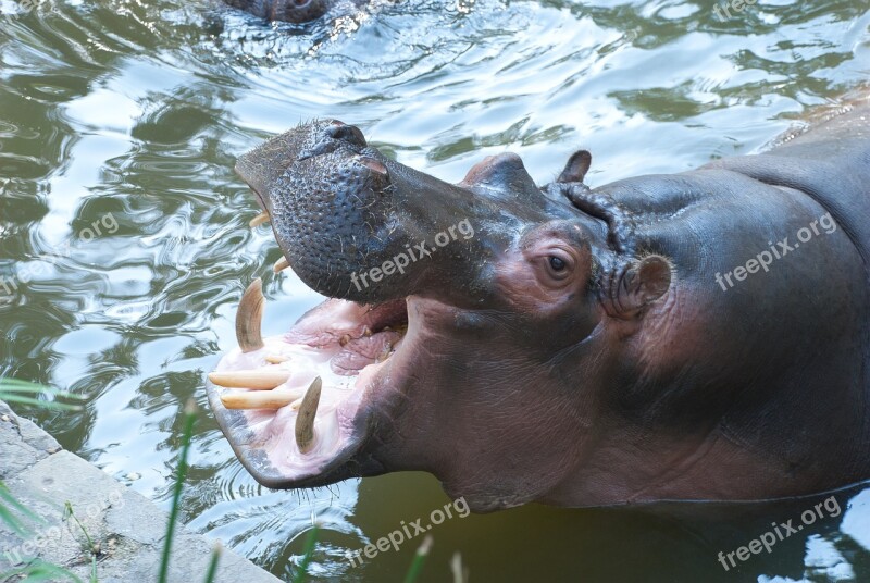 Hippo Teeth Mouth Free Photos