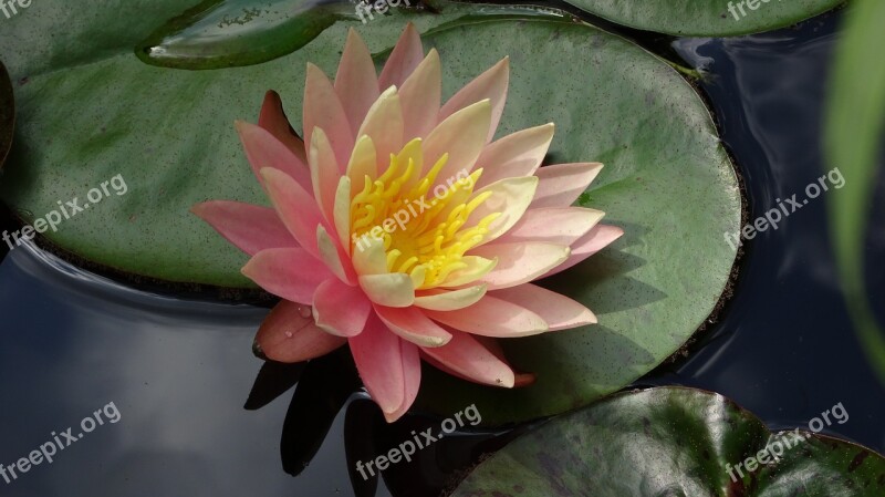 Water Lily Flowers Pond Aquatic Plant Pink