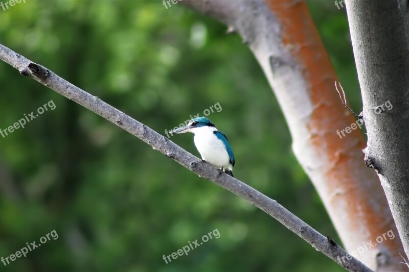 Bird Wildlife Wild Nature Natural