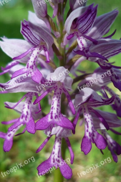 Military Orchid German Orchid Flower Free Photos