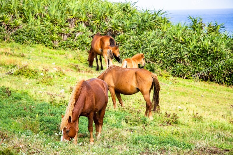 Horse Meadow Landscape Nomad Parent Child