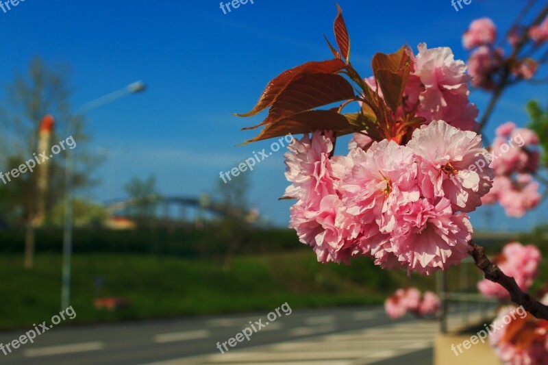 Riesa Bridge Elbe Flower Steel Bridge