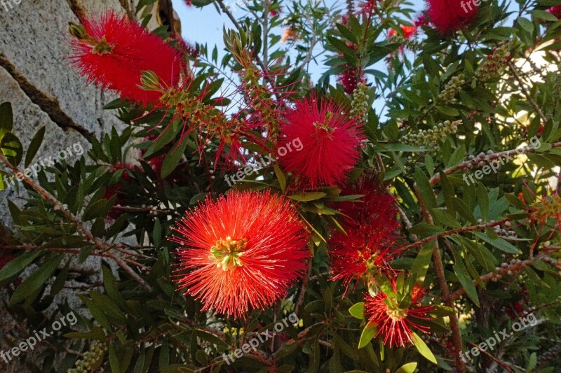 Bottlebrush Callistemon Citrinus Plant Bottle Washer Red