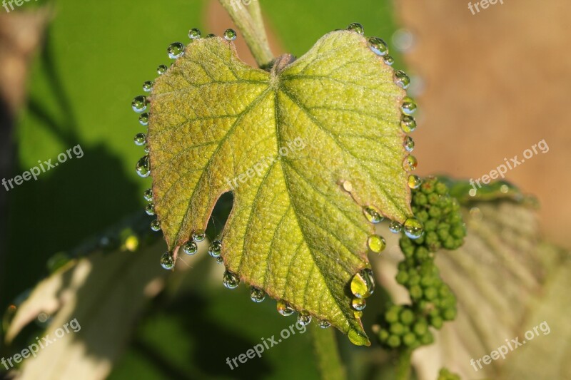 Morgentau Dew Wine Leaves Free Photos