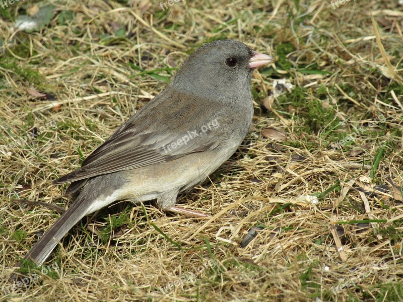 Bird Junco Dark-eyed Nature Wildlife