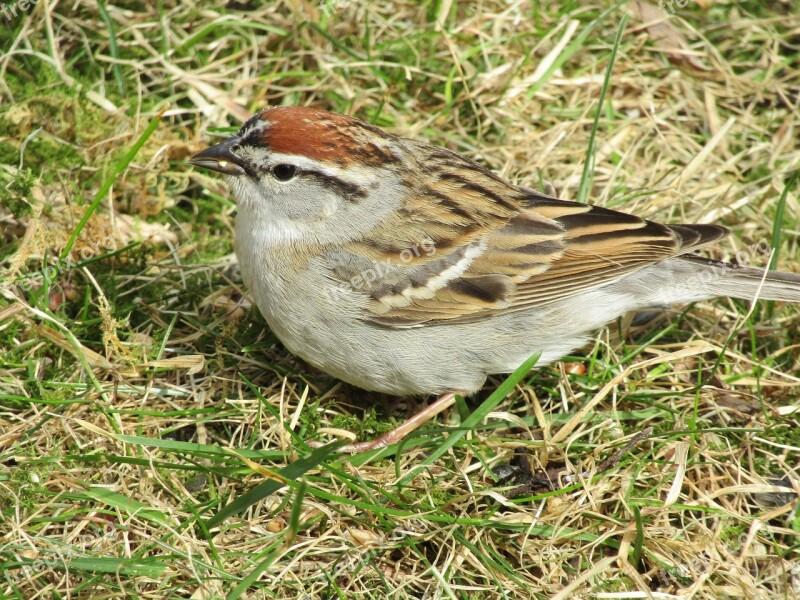 Bird Sparrow Chipping Sparrow Nature Wild