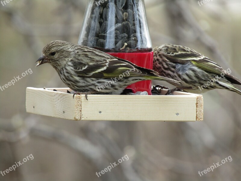 Bird Pine Siskin Wildlife Wild Avian