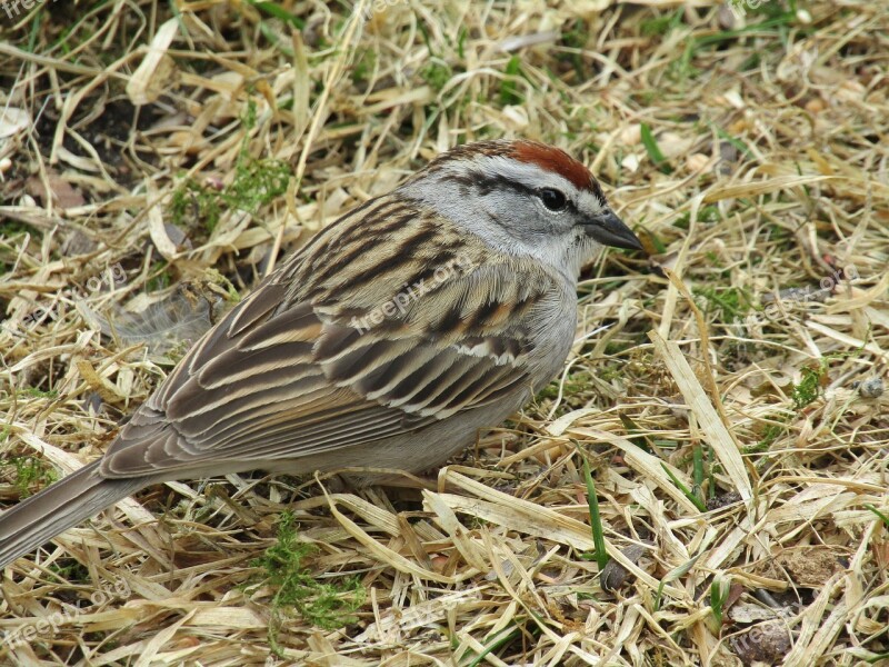 Bird Sparrow Chipping Sparrow Nature Cute