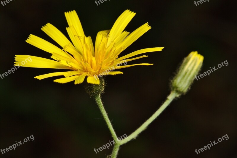 Spring Blossom Bloom Hawkweed Free Photos