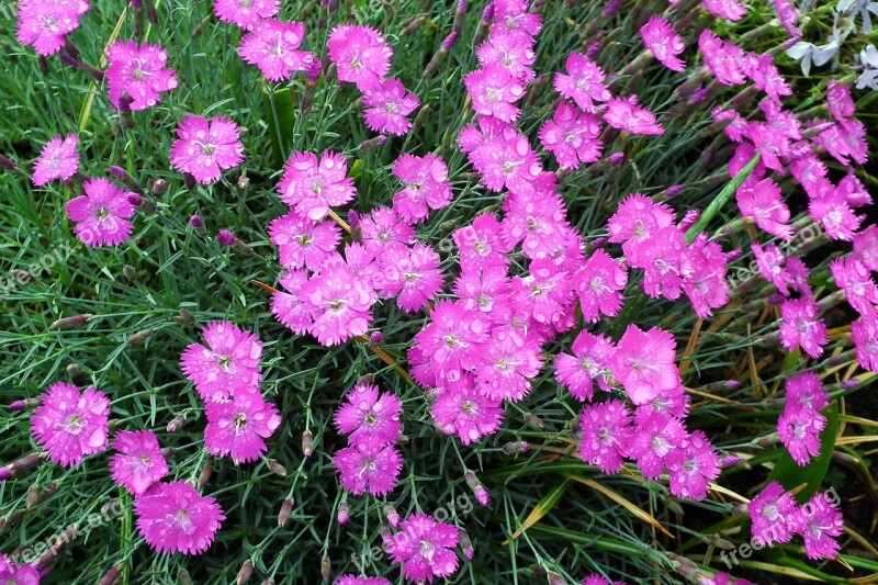 Flowers Gożdziki Nature Plant Garden