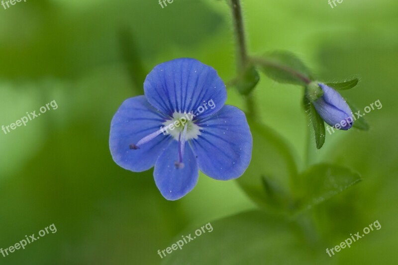 Nature Flowers Wild Plants Free Photos