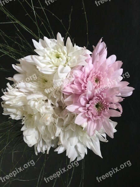 Dahlias White Dahlias Pink Dalia Flower Flowers