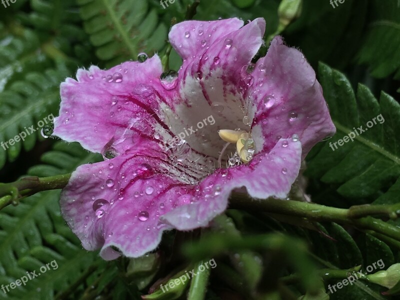 Pink Flower Water Flower Nature Garden