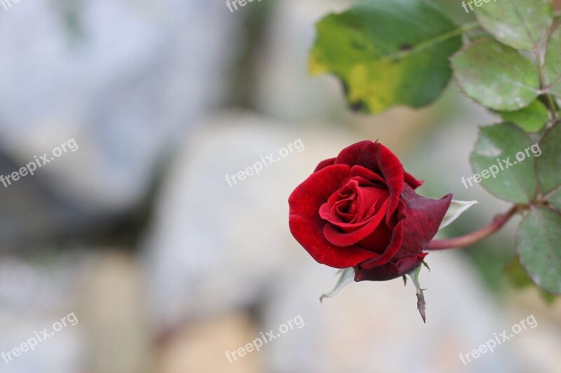 Red Rose Hong đỏ Xanh