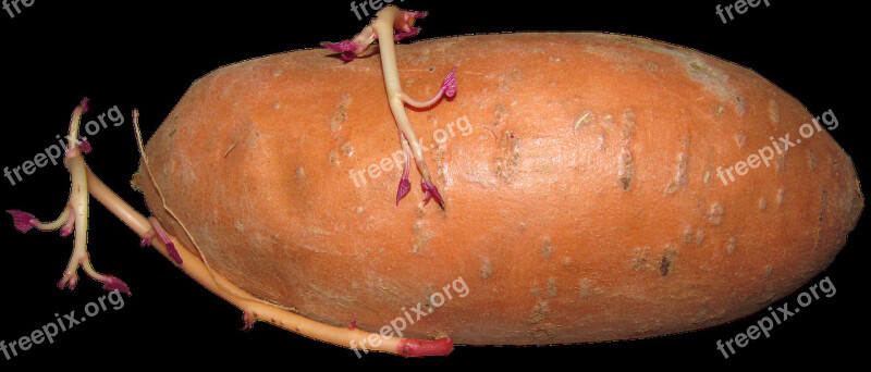 Sweet Potato Vegetable Growing Shooting Food