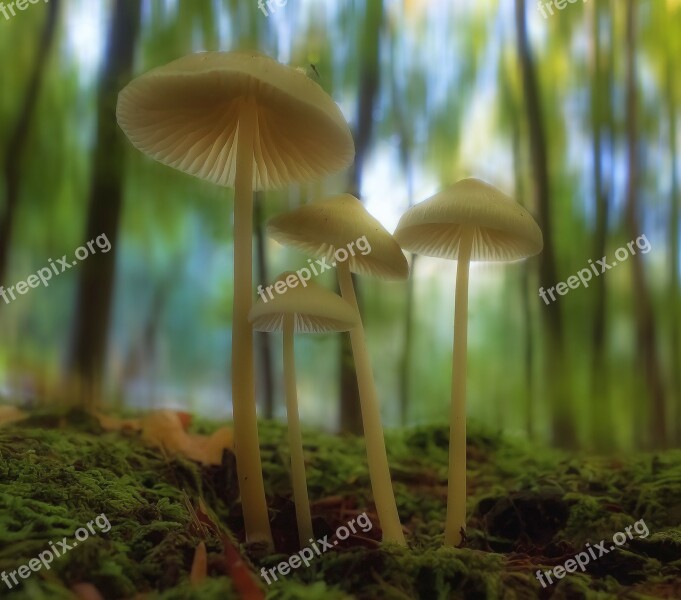 Mushroom Forest Moss Autumn Beginning Autumn