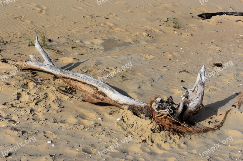 Beach Sand Driftwood Sea Shells