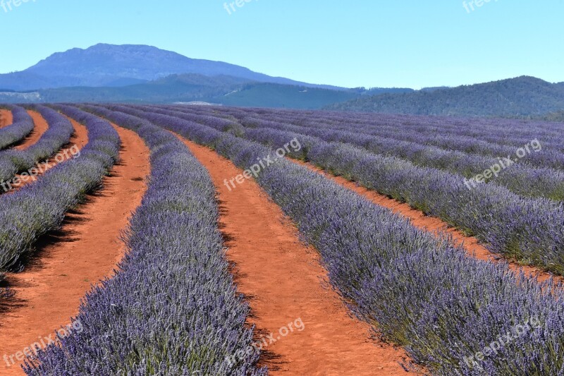 Australia Tasmania Lavender Fields Blue Sky Countryside