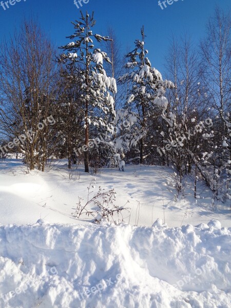 Winter Snow Nature Winter Forest Free Photos