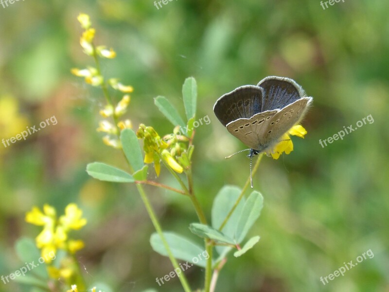 Blue Butterfly Pseudophilotes Panoptes Free Photos