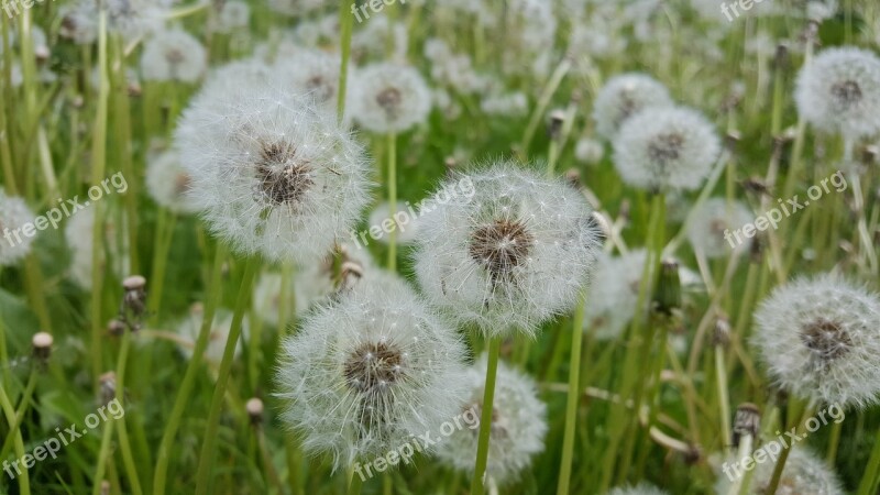 Dandelion Wishes Desire Free Photos