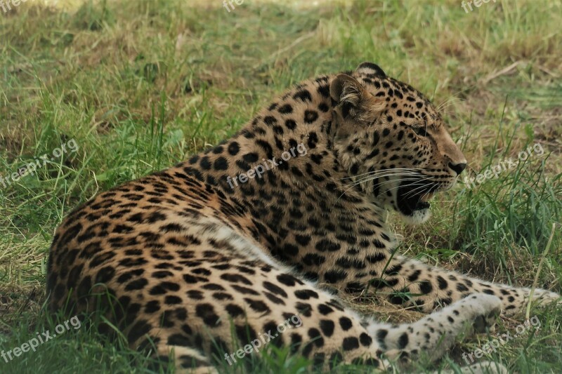 Leopard Cat Big Cat Animal World Nature