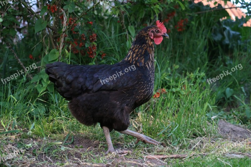 Chicken Garden Poultry Feather Hen