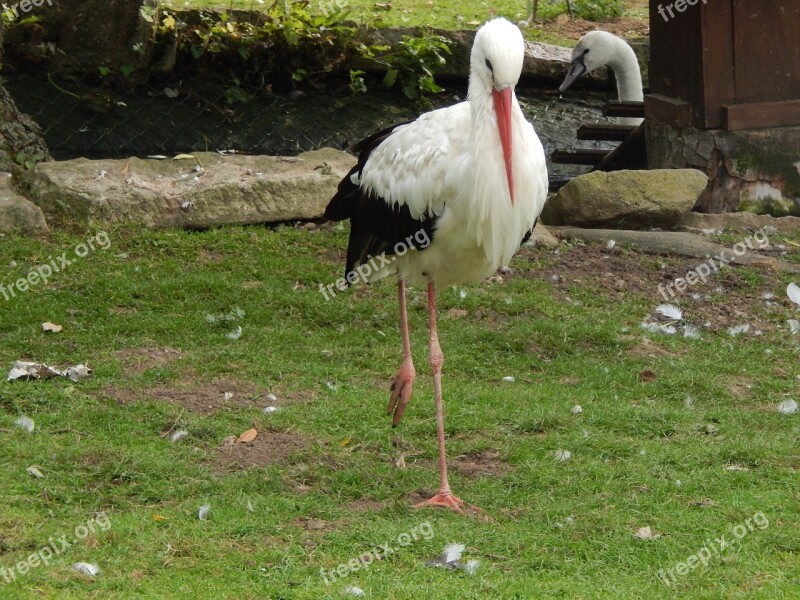 Stork Animal Beak Wings Baby Stork