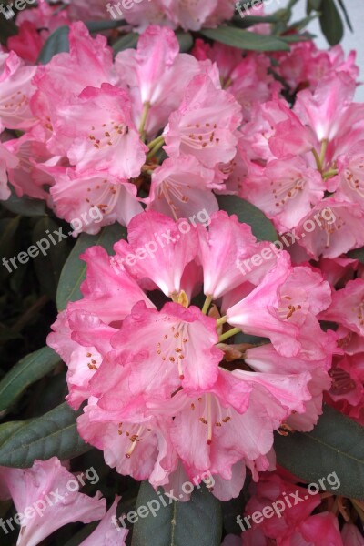 Rhododendron Garden Plant Purple Bush