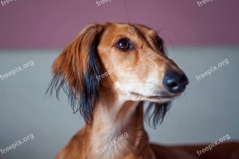 Saluki Persian Hound Animal Breed Dog