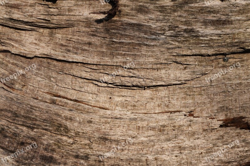 Bark Beech Tribe Log Background Wood