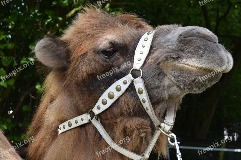 Camel Desert Ship Animal Hump Free Photos