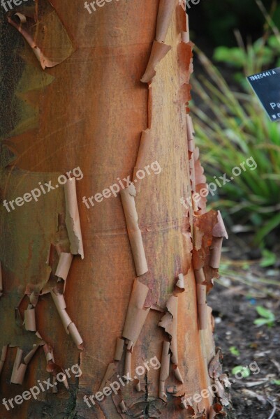 Tree Peeling Release Tree Trunk Bark