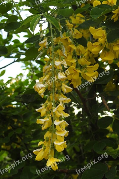 Wisteria Bush Flowering Plant Nature