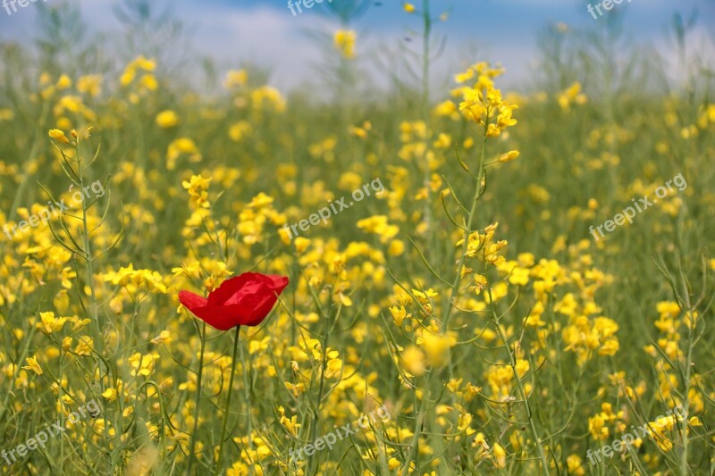 Poppy Field Of Rapeseeds Arable Red Yellow