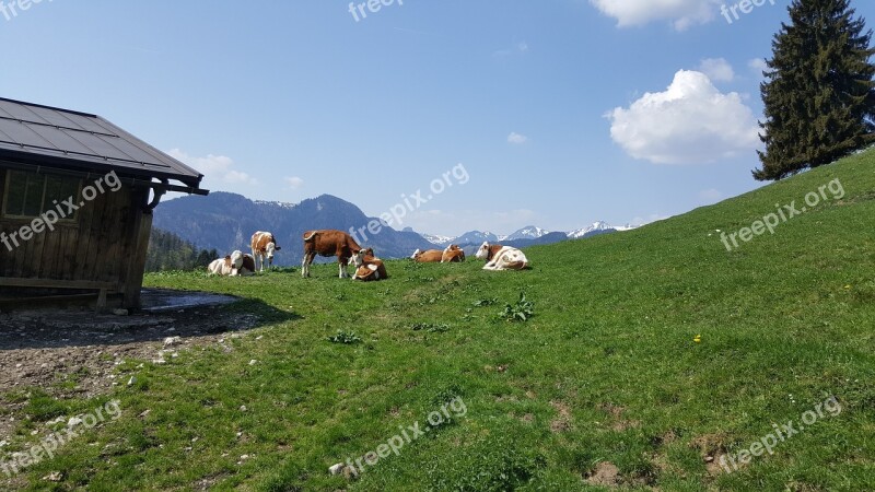 Cow Cows Pasture Spring Mountain Spring