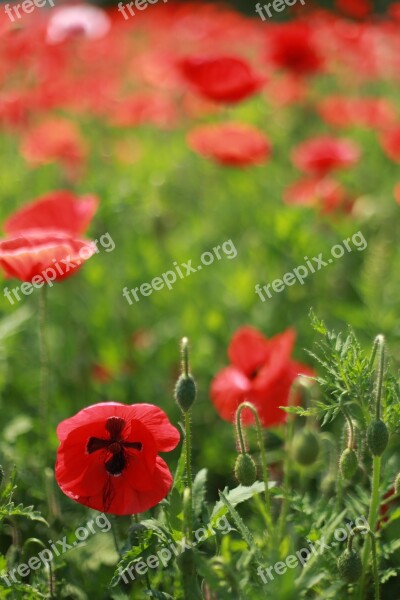 Poppy Flowers Wildflower Poppy Fields Free Photos