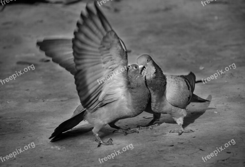 Loves Birds Penguin Mother Eating