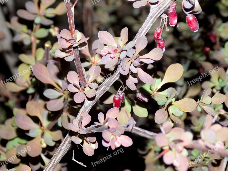 Barberry Leaves Berry Night Photo Free Photos