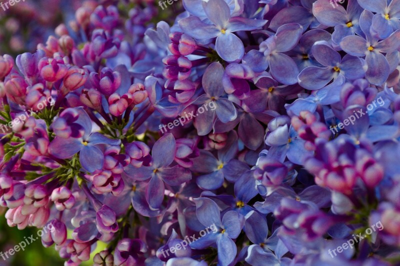 Sirens Flowers Bright Colors Park Garden