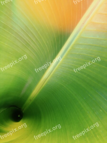 Abstract Background Banana Design Green