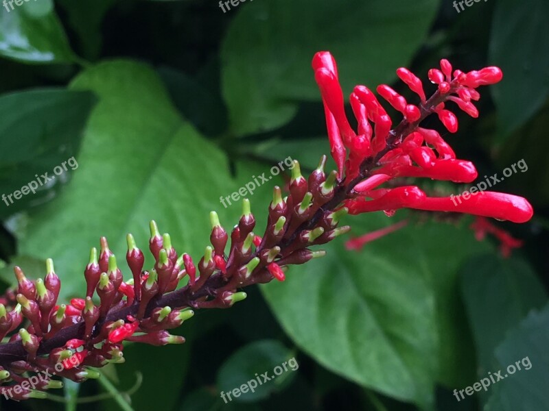 Red Flowers Flower Red Flowers Garden