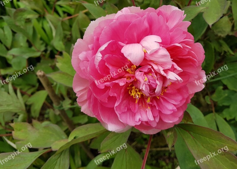 Peony Flower Bloom Nature Flora